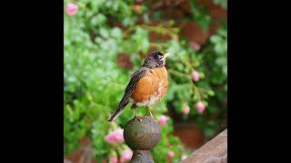 American Robin Calling Its Baby - Bird Calls and Sounds - #shorts