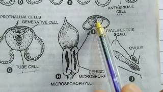 Development of Male Gametophyte in Pinus | micrspore (Pollen grains) | Gymnosperms