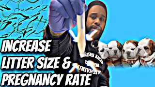 Trick to increase litter size & higher pregnancy rate‼️