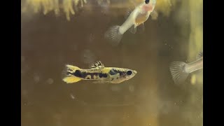 PANDA GUPPY TIGER ENDLER CROSS BREEDING (Quick Update)