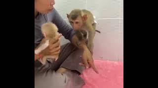 Monkey | cocomelon #trending #babymonkey #shortbeta #shortsvideo #shorts