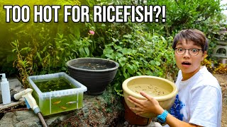 All Our Rice fish Mini Ponds Update