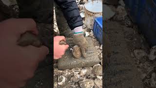 Fatty Oyster Meat #shortsfeed #youtubeshort #oysters