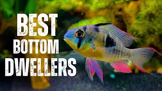 7 Bottom Dwelling Fish For Your Aquarium