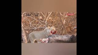 THE HUNGER FOR FOOD | ASIATIC LIONS | SASAN GIR NATIONAL PARK AND SANCTUARY #sasangir  #asiaticlion