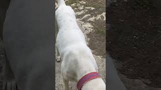 Aso at pusa magkaibigan #pets #philippines #youtubeshorts #shortvideo #shortsvideo