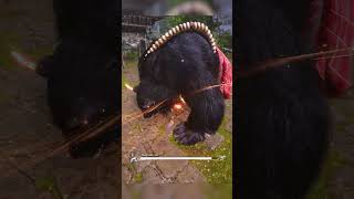 Strongest Stance Of Wukong #shorts #blackmythwukonggameplay