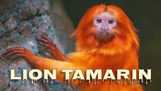 Lion tamarin monkey sounds