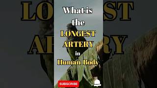 What is the longest artery in the human body #shorts #facts #birds #biology