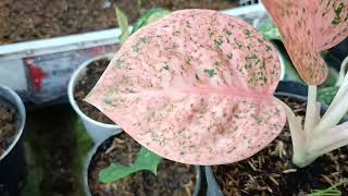 Beautiful Aglaonema Collection   Aglaonema Golden Hope, Lotus Delight, Stardust Orange, Dud Tricolor