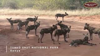 African Wild Dogs vs Elephants