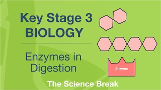 Key Stage 3 Science (Biology) - Enzymes in Digestion