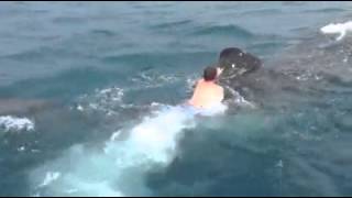 Amazing man riding a shark