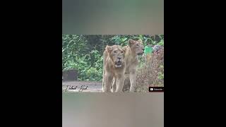 MOTHER & SUB-ADULT ASIATIC LIONS | SASAN GIR #asiaticlion #worldwildlifeday #sasangirforest