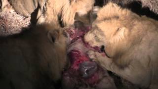 3 male lions rip warthog apart and eat it alive