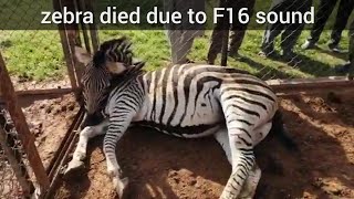 ZEBRA DIED due to loud sound of F16 engine