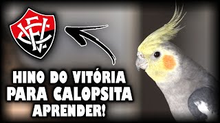 ASSOBIO CALOPSITA - HINO DO VIÓRIA! (PARA ENSINAR CALOPSITA)