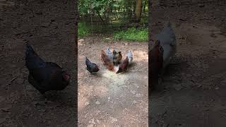 Chickens enjoying outside since it has been raining every day. #chickenlife #backyardflock #summer