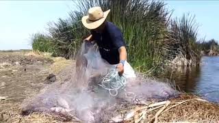 atención los amantes de los pescados