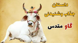 داستان گاو مقدس/داستان جذاب وشنیدنی گاو مقدس