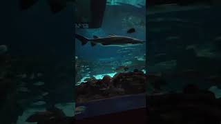 ripley's aquarium 11