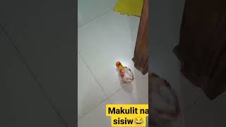 makulit na sisiw😂 #shorts #animals #cute #chicken