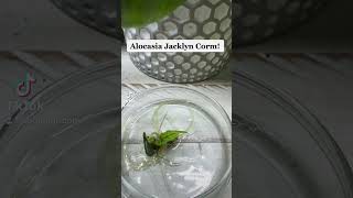 Alocasia Jacklyn Baby Leaf. #tropicalplants #houseplants #plants #alocasia #corm #AlocasiaJacklyn