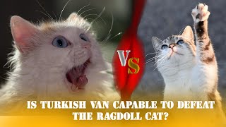 IS TURKISH VAN CAPABLE TO DEFEAT THE RAGDOLL CAT? DEADLY GIANT RAGDOLL CAT