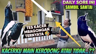 CARA MERAWAT KACER || TIPS MERAWAT KACER || PEMAHAMAN TENTANG KACER HARI INI