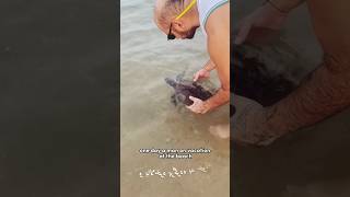 This man saved a stranded baby turtle