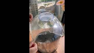 Easy Tips-Growing Plants in the Glass Bottle-Fish Feeding #shorts