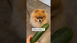 Gurken Chips für Hunde 🤤🐶🥒💚 lecker und gesund!  Rezept von @Kirsten-Max ✨ #dog #hund #dogfood