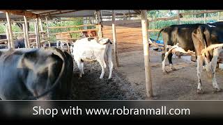 HOW I AM COVERING THE RUNNING COSTS ON MY FEEDLOT ll Natwijuka Brian +256789491350