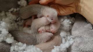 cute ferret babies 💓