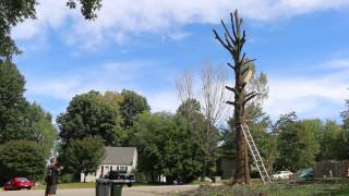 Pulling down a dead tree with my truck