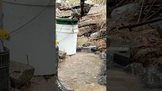 Panning for GOLD a California creek #goldpanning #adventure #goldpan #goldrush