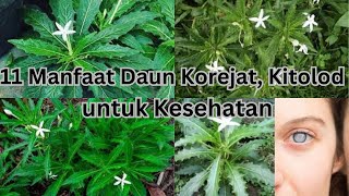 Daun korejat, 11 Manfaat Daun Korejat, Kitolod untuk Kesehatan