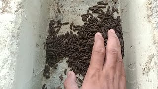 Cara Panen Pre Pupa BSF Berkualitas Gemuk Sehat Dan Tidak Gepeng - Black Soldier Fly Larvae