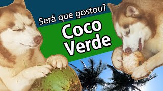 Posso dar coco verde para cachorro? | Brincando com bolinhas | Troca de pelo chegou | Vlog #07