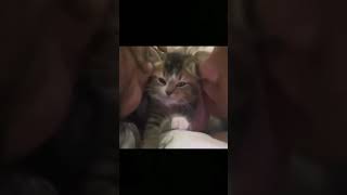 #funnyshorts #fails #viralvideo #amazing #cats