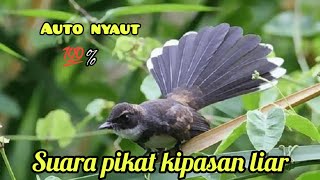 SUARA PIKAT DAN MASTERAN BURUNG KIPASAN,SIKATAN 💯% AMPUH