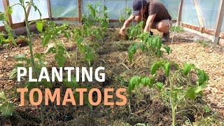 Planting Tomatoes in the Polytunnel