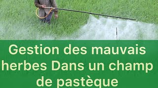 Culture de pastèque : utilisation de l’herbicide de prélevée pour gérer les mauvais herbes