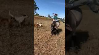 TREINO RAIZ NO PASTO/PEÃO BRUTO💪🏻