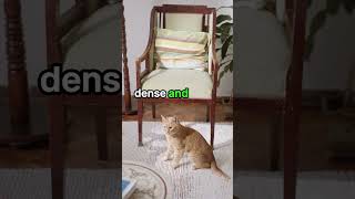 Best 4 Things in Abyssinian Cats #Shorts #cat #viral #pets