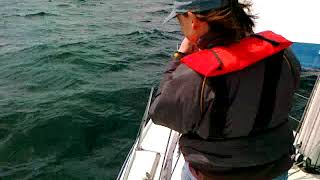 Dolphins Playing in Red Wharf Bay, North Wales