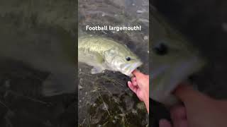 Fat Largemouth Bass Caught and Released! #catchandrelease #bass #lunkerhunt