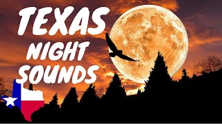 🤠🌙 Night Sounds In Texas | 🌔Sounds Of Texas At Night