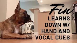 Down with Hand & Vocal Cues - Dog Training - The Human Dog Team