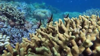 Natural History of the Caribbean Corals by Ocean First Education